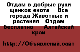 Отдам в добрые руки щенков енота. - Все города Животные и растения » Отдам бесплатно   . Алтайский край